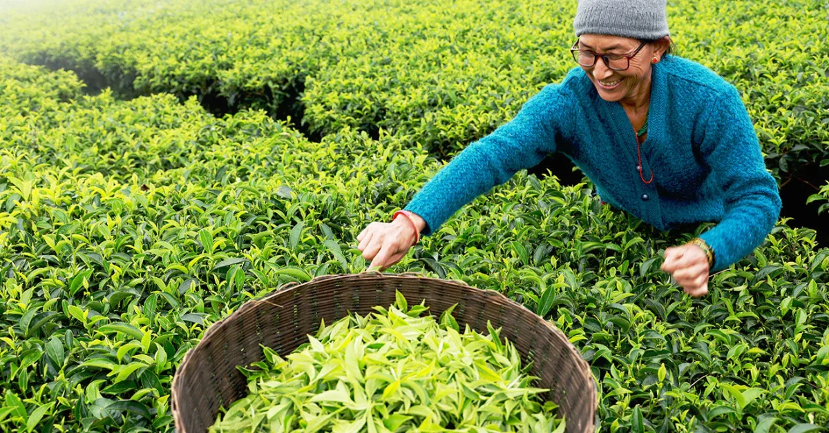 State Government to Reopen 10-12 Closed Tea Gardens Before Durga Puja, Bringing Hope to Workers