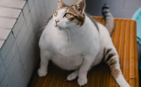 Biotech Firms Develop GLP-1 Weight-Loss Implants and Injections to Combat Pet Obesity