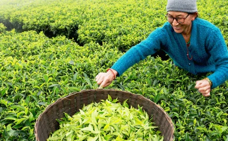 State Government to Reopen 10-12 Closed Tea Gardens Before Durga Puja, Bringing Hope to Workers