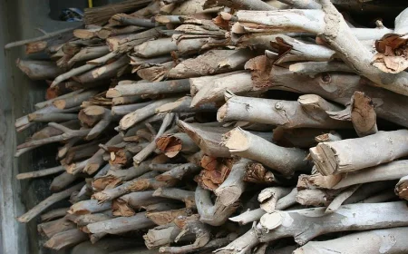 Fallen Sandalwood Tree Turns 85-Year-Old Bengaluru Man into a Millionaire Overnight